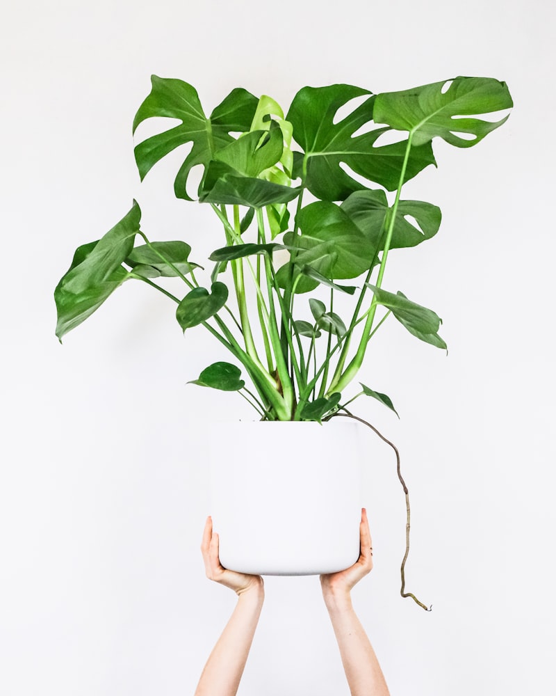 Money Plant