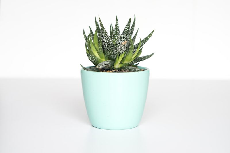 Small Indoor Plant