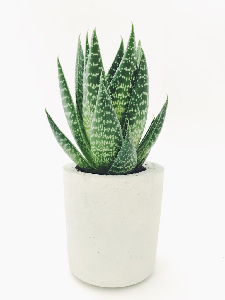 Snake Plant